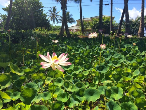 Nelumbo nucifera, 2014-07-21