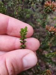 Epacris alpina