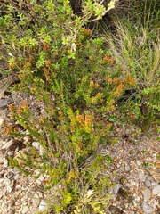 Epacris alpina