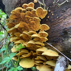 Pseudomerulius