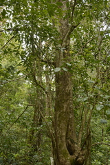 Staphylea malabarica