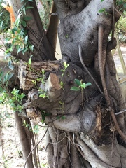 Ficus microcarpa microcarpa