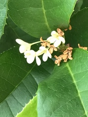 Osmanthus fragrans