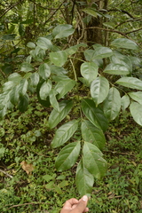 Staphylea malabarica