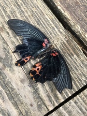Papilio memnon thunbergii