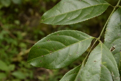 Staphylea malabarica