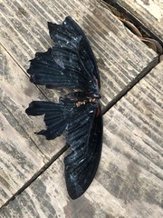 Papilio memnon thunbergii