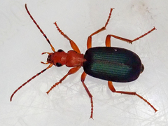 Brachinus crepitans