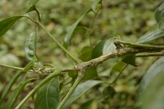 Staphylea malabarica