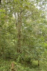 Staphylea malabarica