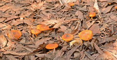 Cortinarius abnormis