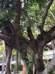 Ficus microcarpa microcarpa