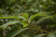 Actinodaphne malabarica