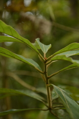Actinodaphne malabarica