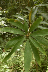 Actinodaphne malabarica
