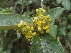 Bunchosia biocellata