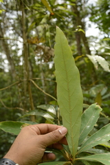 Actinodaphne malabarica
