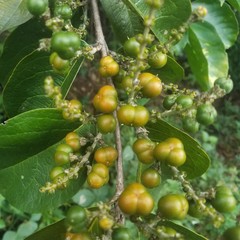 Bunchosia biocellata