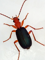 Brachinus crepitans