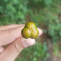 Bunchosia biocellata