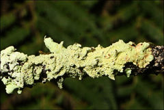Flavoparmelia rutidota