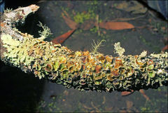 Flavoparmelia rutidota