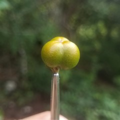 Bunchosia biocellata