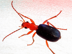 Brachinus crepitans