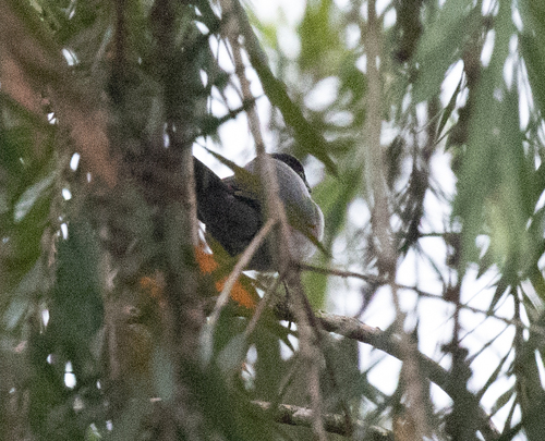 Black-crowned Waxbill (Estrilda nonnula), photo 10