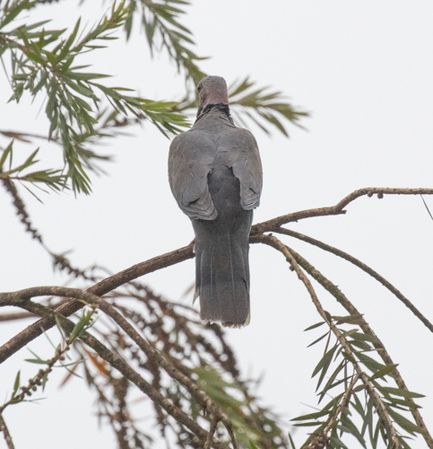 Red-eyed Dove