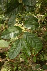 Diospyros sylvatica