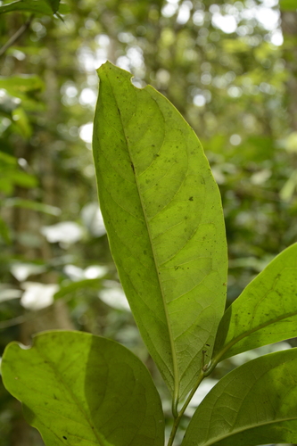 Image of Diospyros sylvatica by (c) Siddarth Machado, some rights reserved (CC BY)