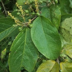 Bunchosia biocellata