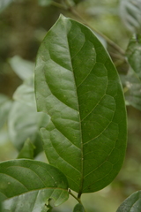 Diospyros sylvatica
