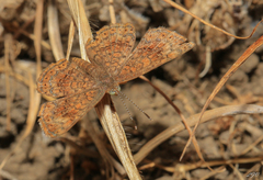 Calephelis