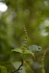 Epiprinus mallotiformis