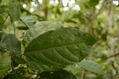 Epiprinus mallotiformis