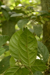 Epiprinus mallotiformis