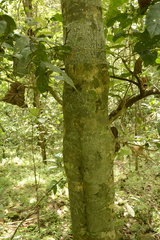 Epiprinus mallotiformis