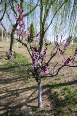 Amygdalus