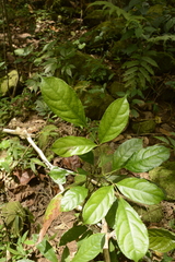 Staphylea malabarica