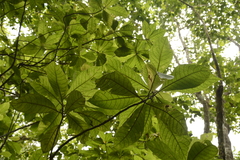 Strobocalyx arborea