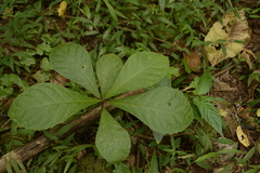 Strobocalyx arborea