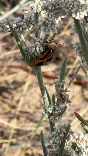 Colorado Soldier Beetle