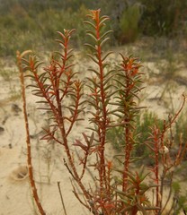 Gyrostemon australasicus