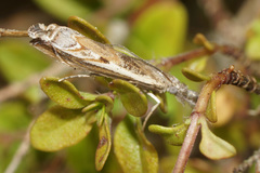 Platytes alpinella