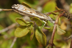 Platytes alpinella