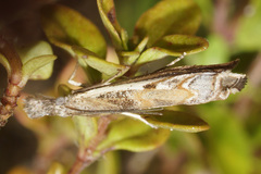 Platytes alpinella