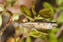 Platytes alpinella