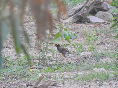 Acridotheres tristis